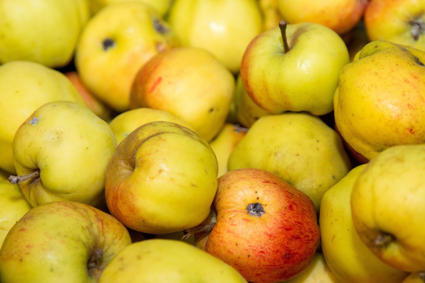 Õunad on suured etüleeni tootjad