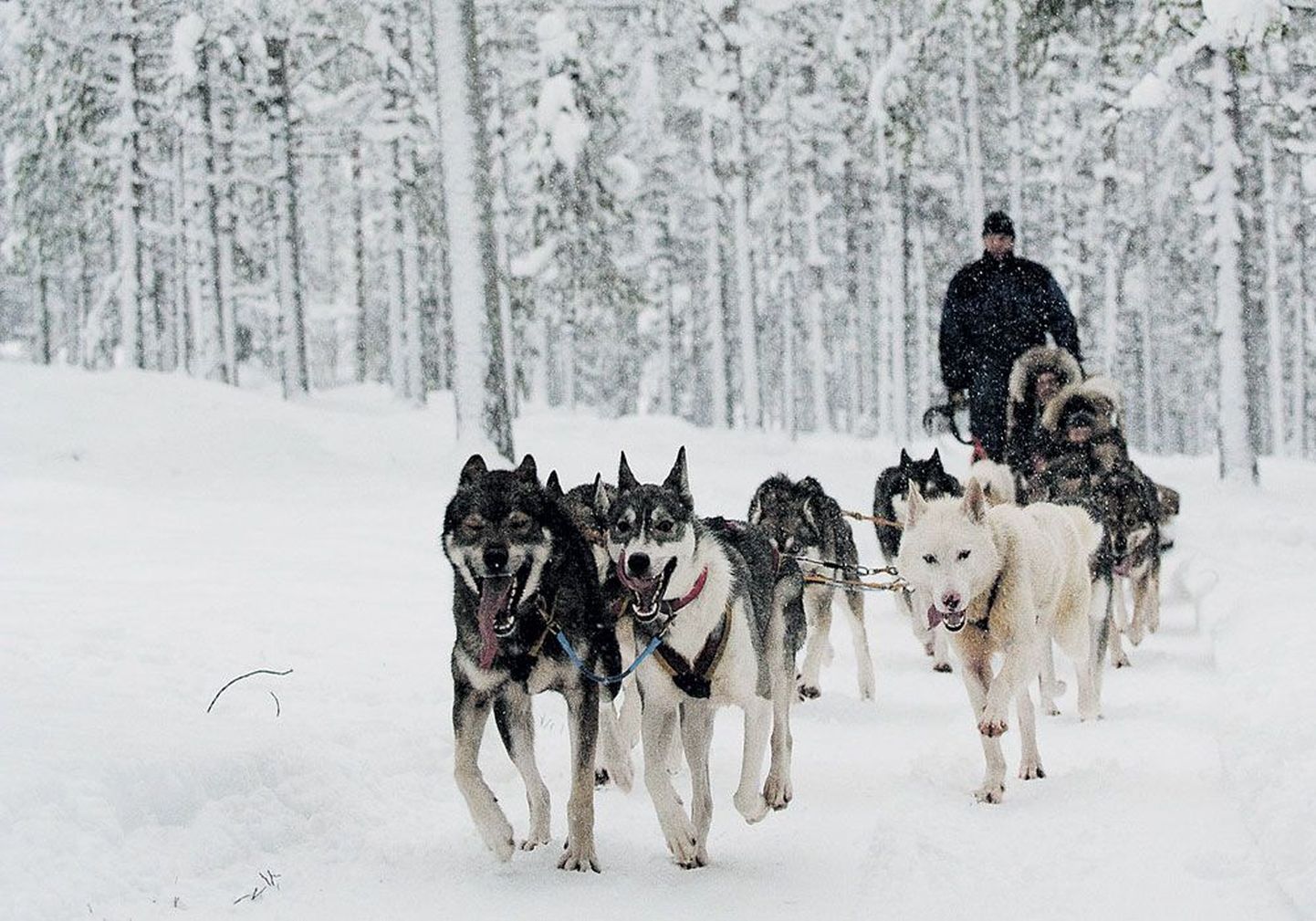 Катание на собачьих упряжках — одно из самых незабываемых впечатлений от посещения Лапландии.
