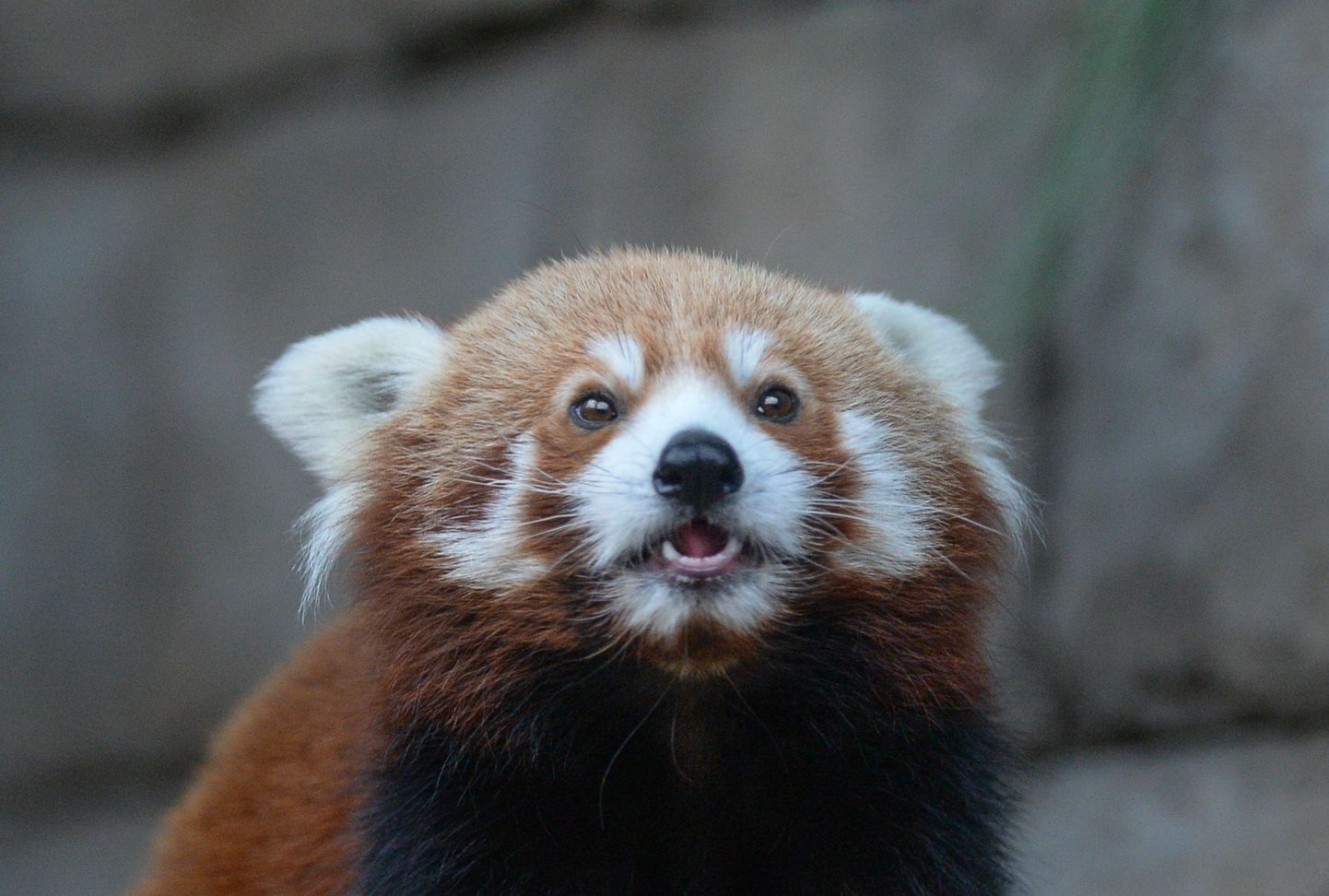 Punane panda Moskva loomaaias.