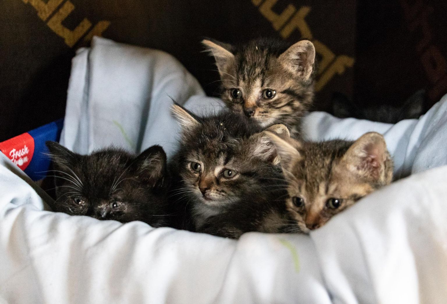 Брошенные в парке котята.