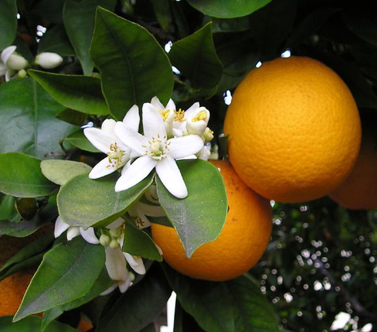 Apelsinipuu ja selle viljad