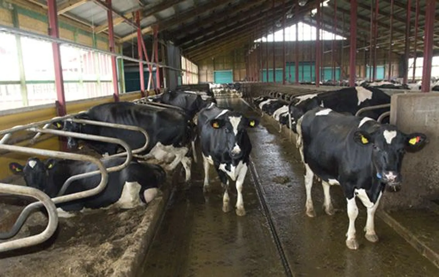 Vao Agro laiendatud Veski veisefarmis suurendatakse peagi lüpsilehmade arvu rohkem kui kahesaja looma võrra, mis muudab piimatootmise efektiivsemaks.