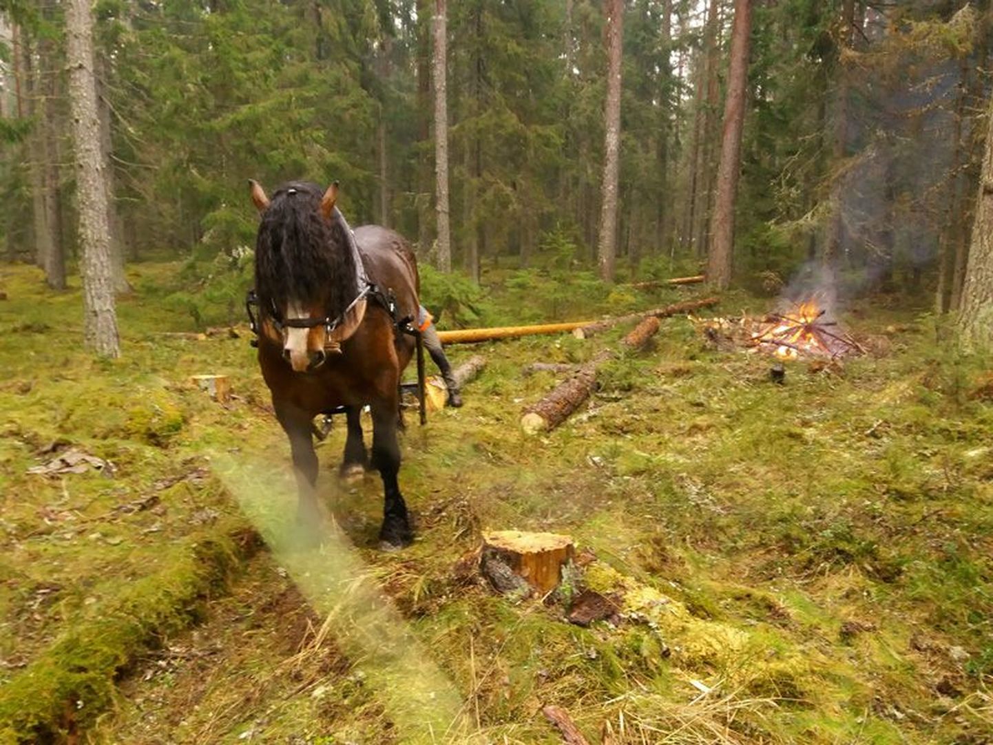 Hobune on metsa väljaveol mõnes kohas asendamatu abiline. Rasketehnikat kasutades jääks maha laastatud maa.