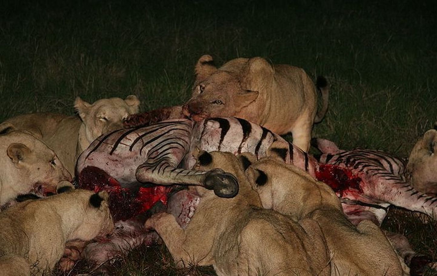 Näljased aafriklased varastavad metsikute lõvide liha. Fotol lõvid saagiga
