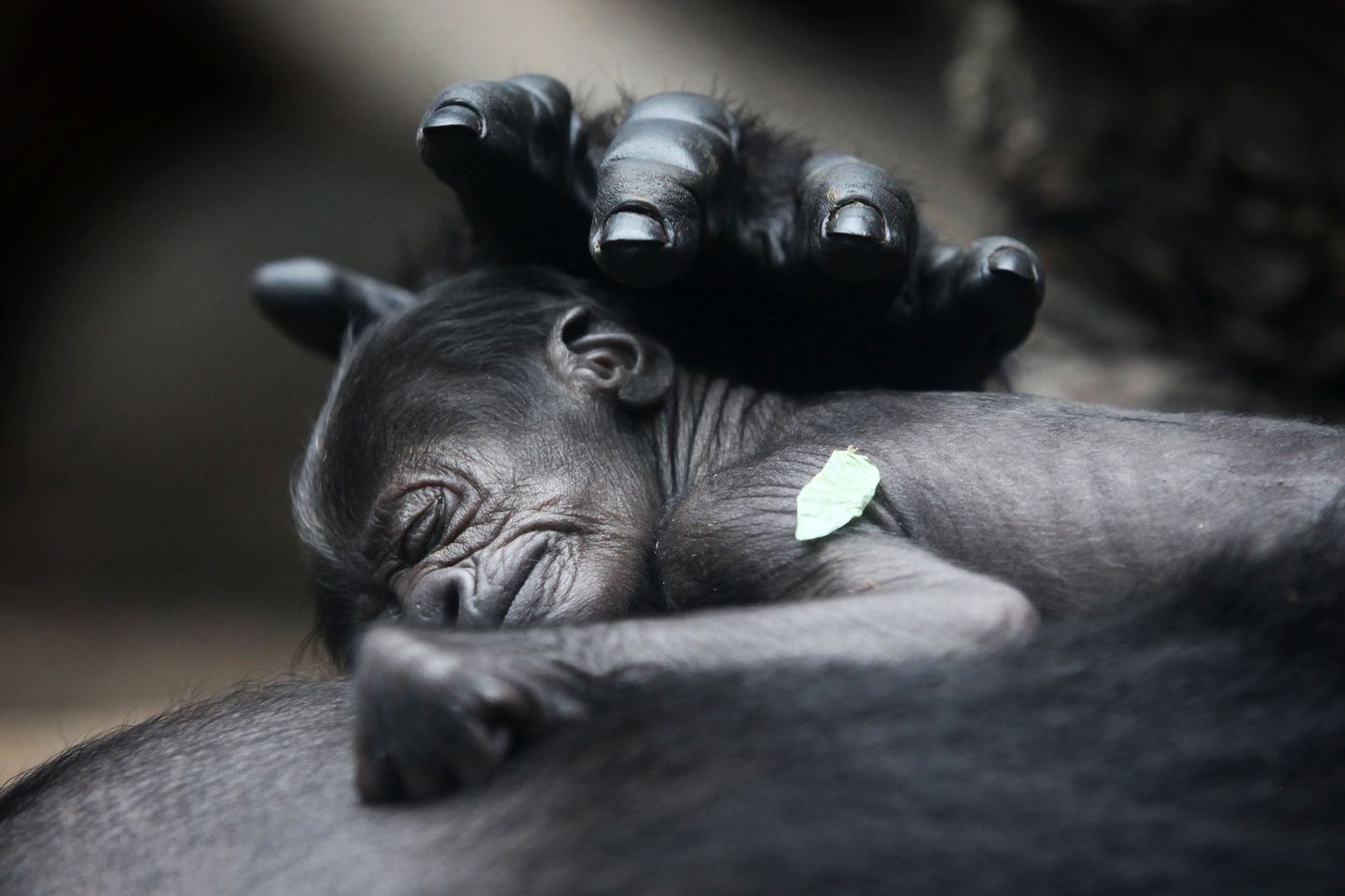 Emane gorilla magavat poega paitamas