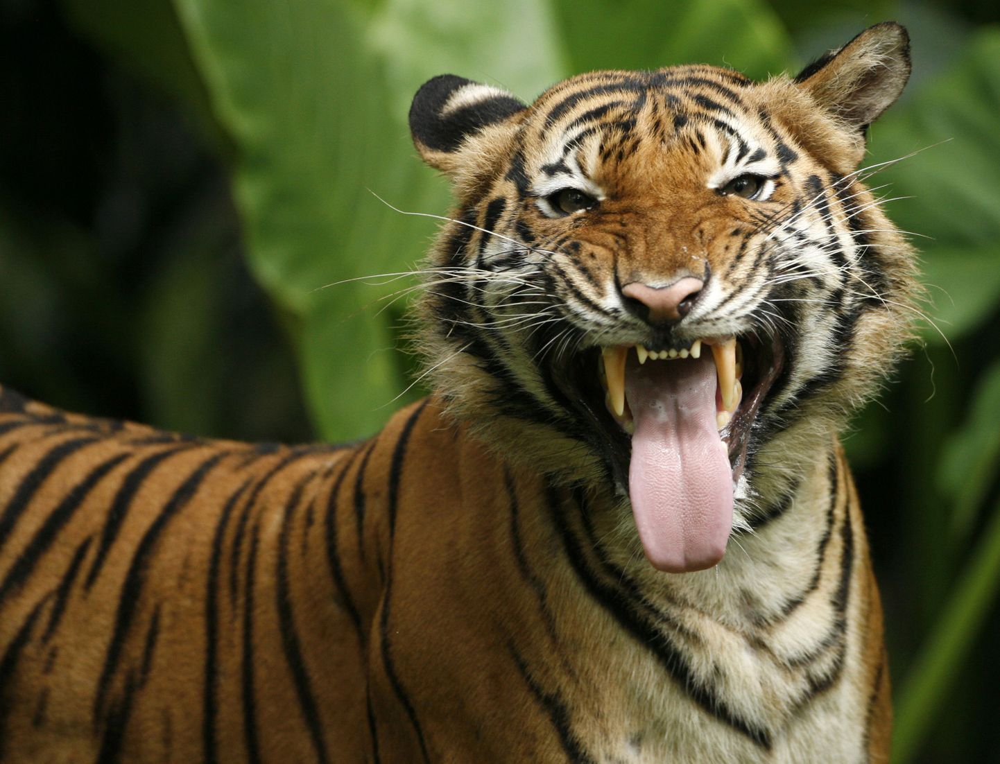 Tiiger Kuala Lumpuri loomaaias.