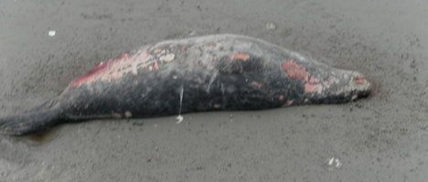 Мертвый тюлень