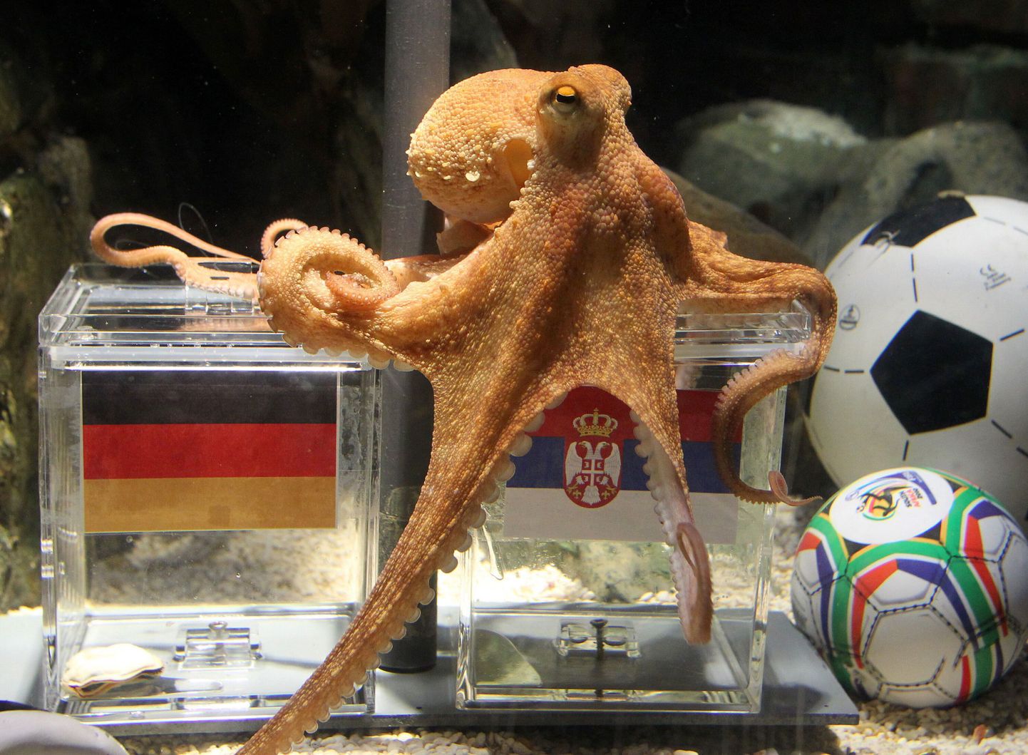 Kaheksajalg Paul kogus 2010. aasta MMi ajal kõvasti tuntust.