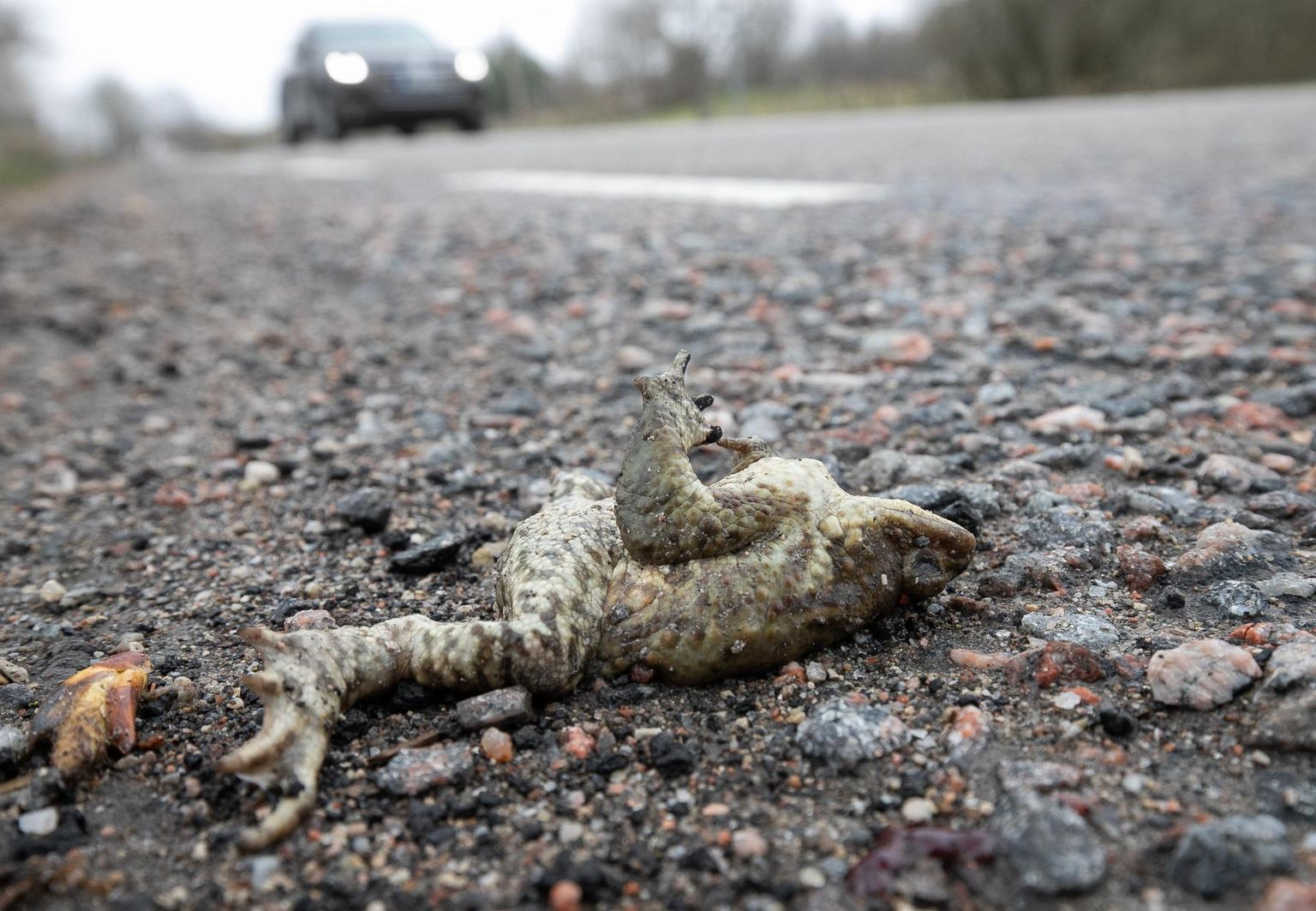 Sõiduteed ületavad konnad jäävad sageli auto alla.