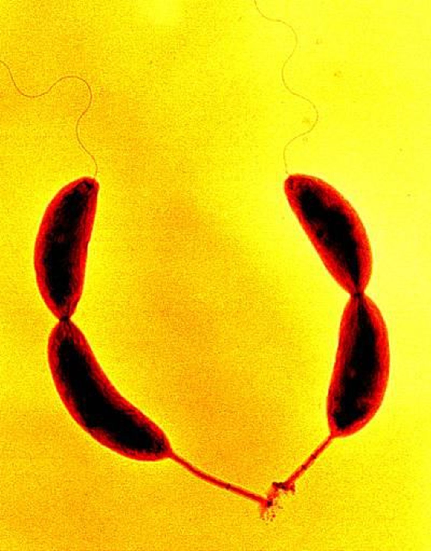 Caulobacter crescentus