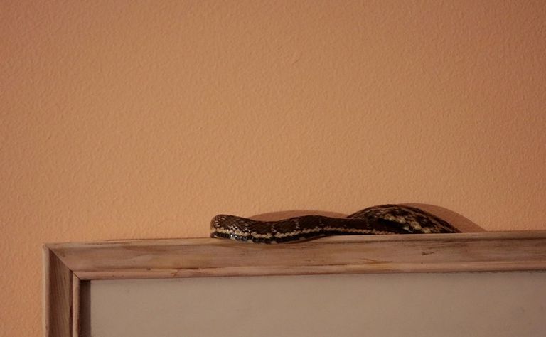 В первый раз экзотическую змею нашли на раме картины.