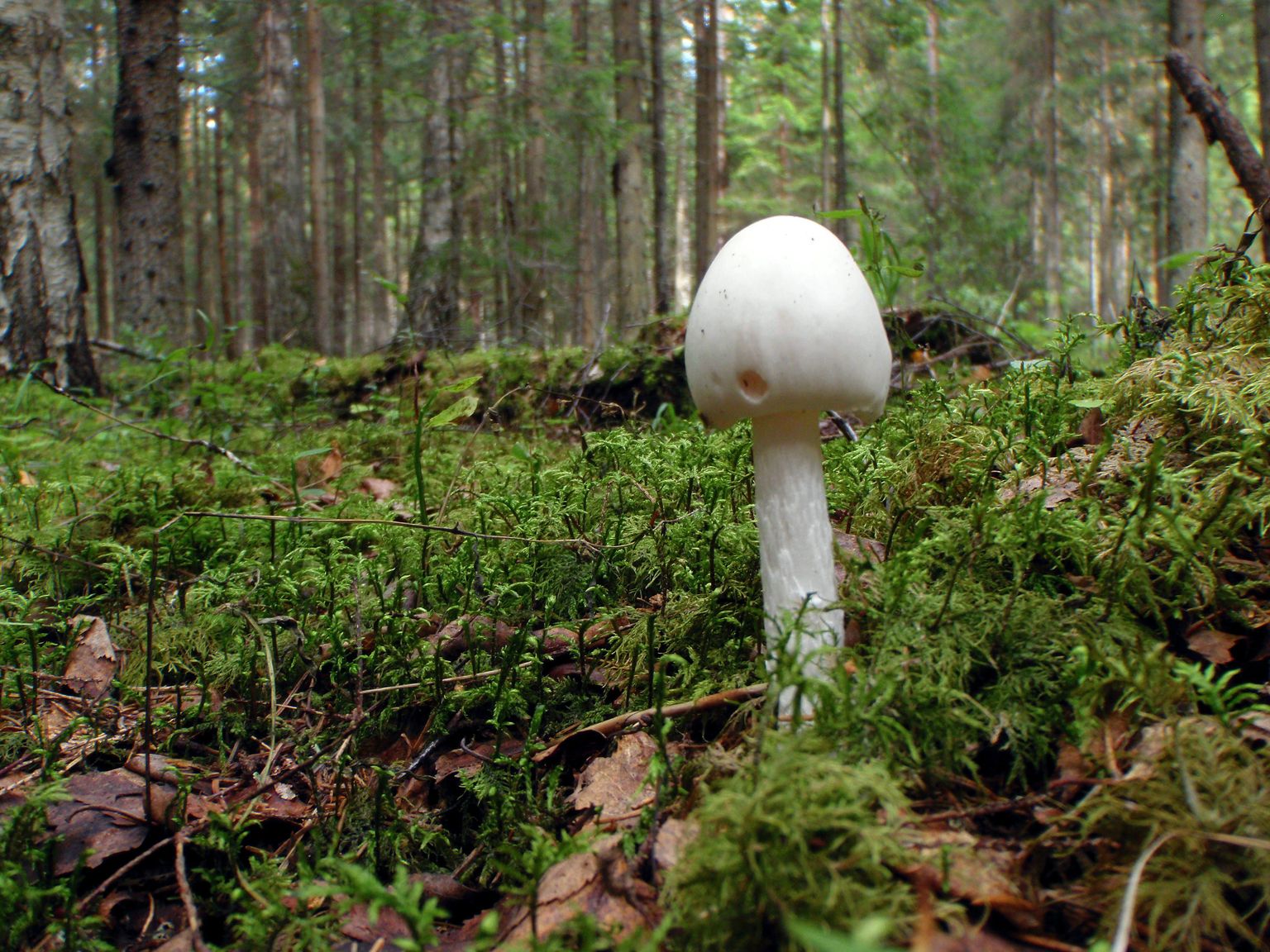 Valge kärbseseen.