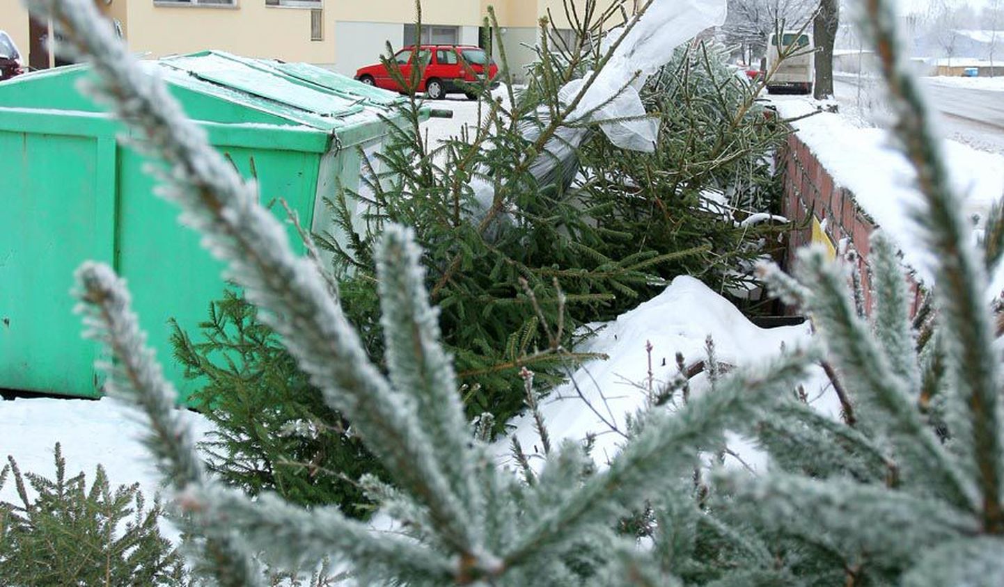 Jõulukuuskede kogumiseks paigaldatakse Viljandisse kaks konteinerit.