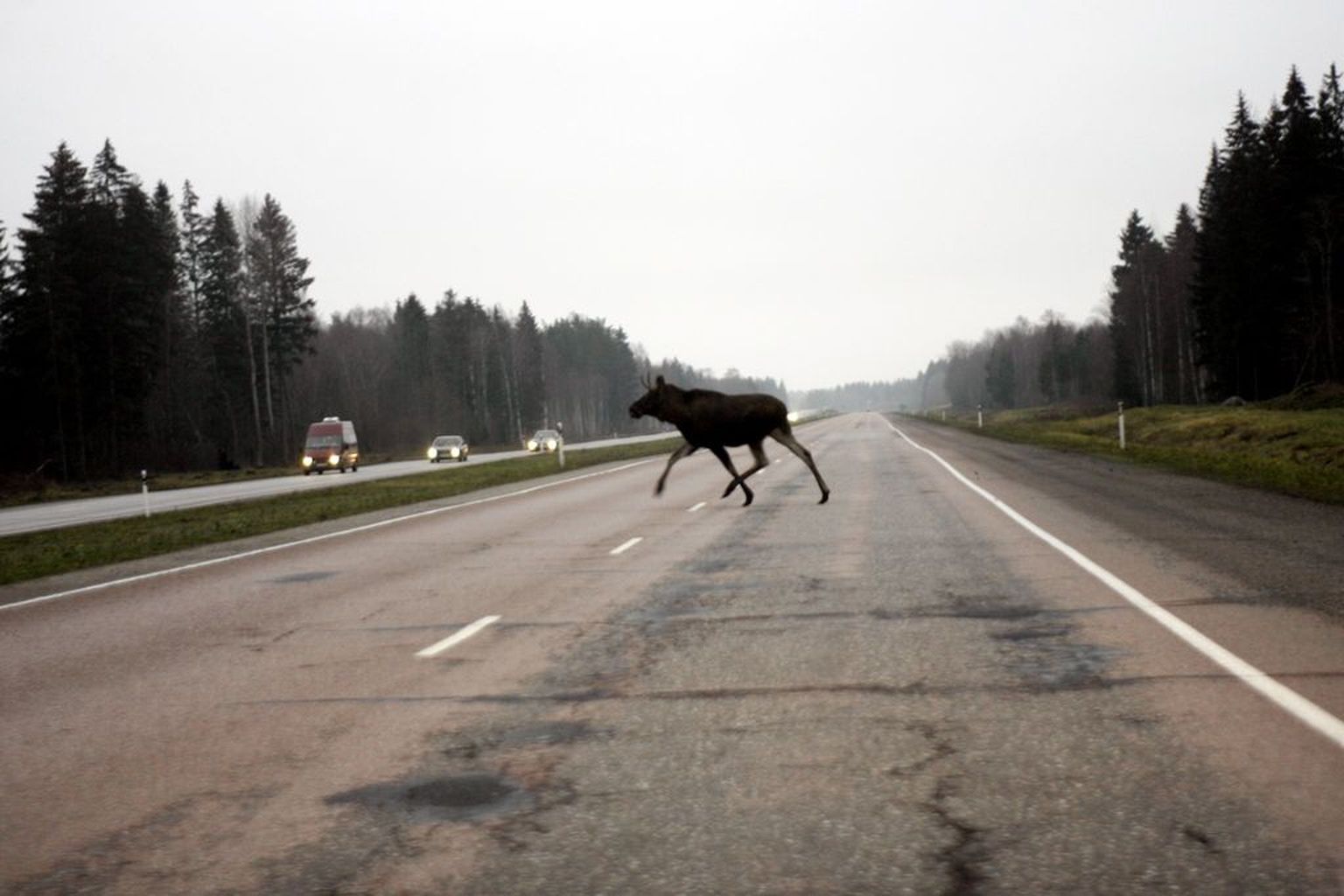 Põder teed ületamas.