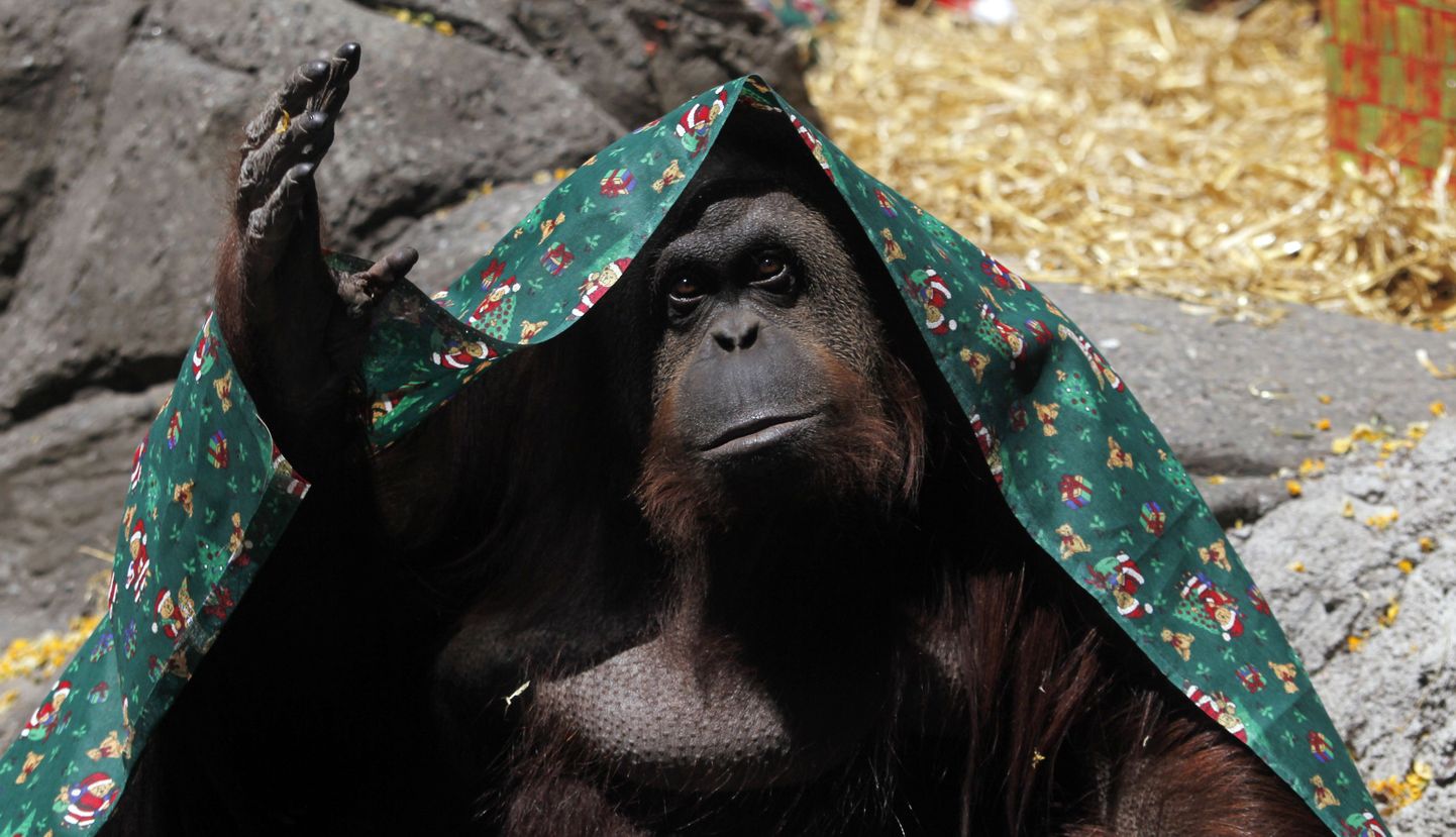 Orangutan Sandra