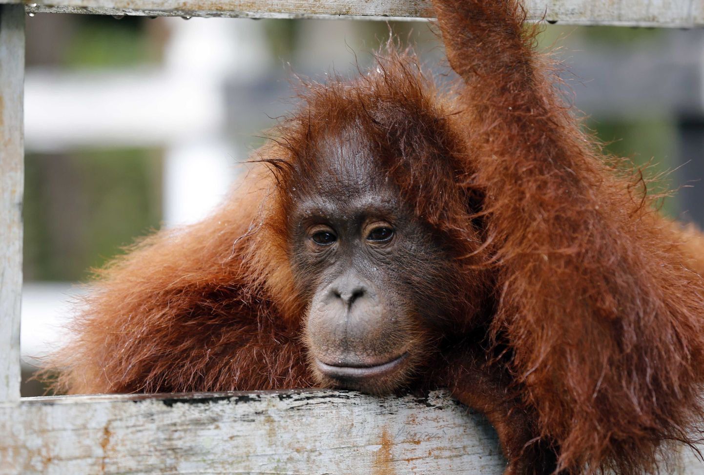 Tanjung Putingi loomaaias elav orangutan.