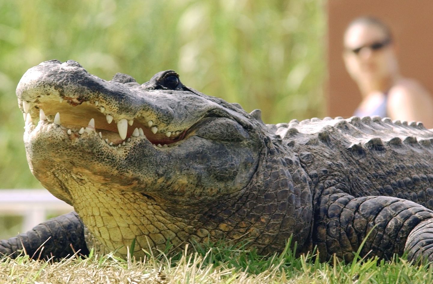 Alligaator pistis golfari käe nahka