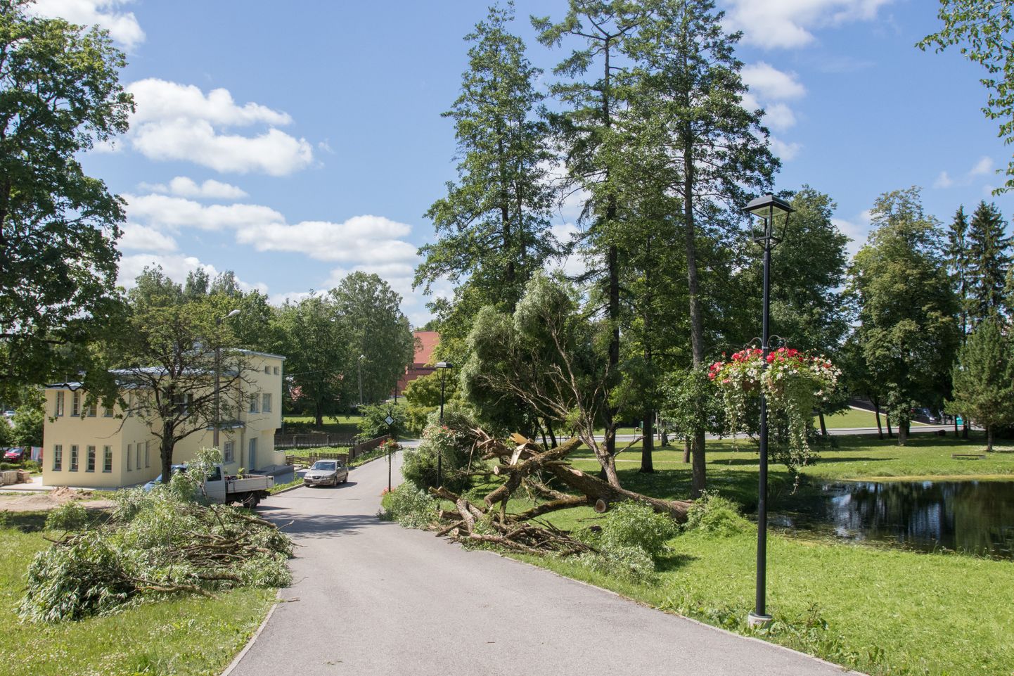 Pärastlõunaks oli lauluväljaku kõrval kasvanud remmelgas ümber kukkunud. Seejärel hakkas Viljandi Linnahoolduse töömees seda ära koristama.