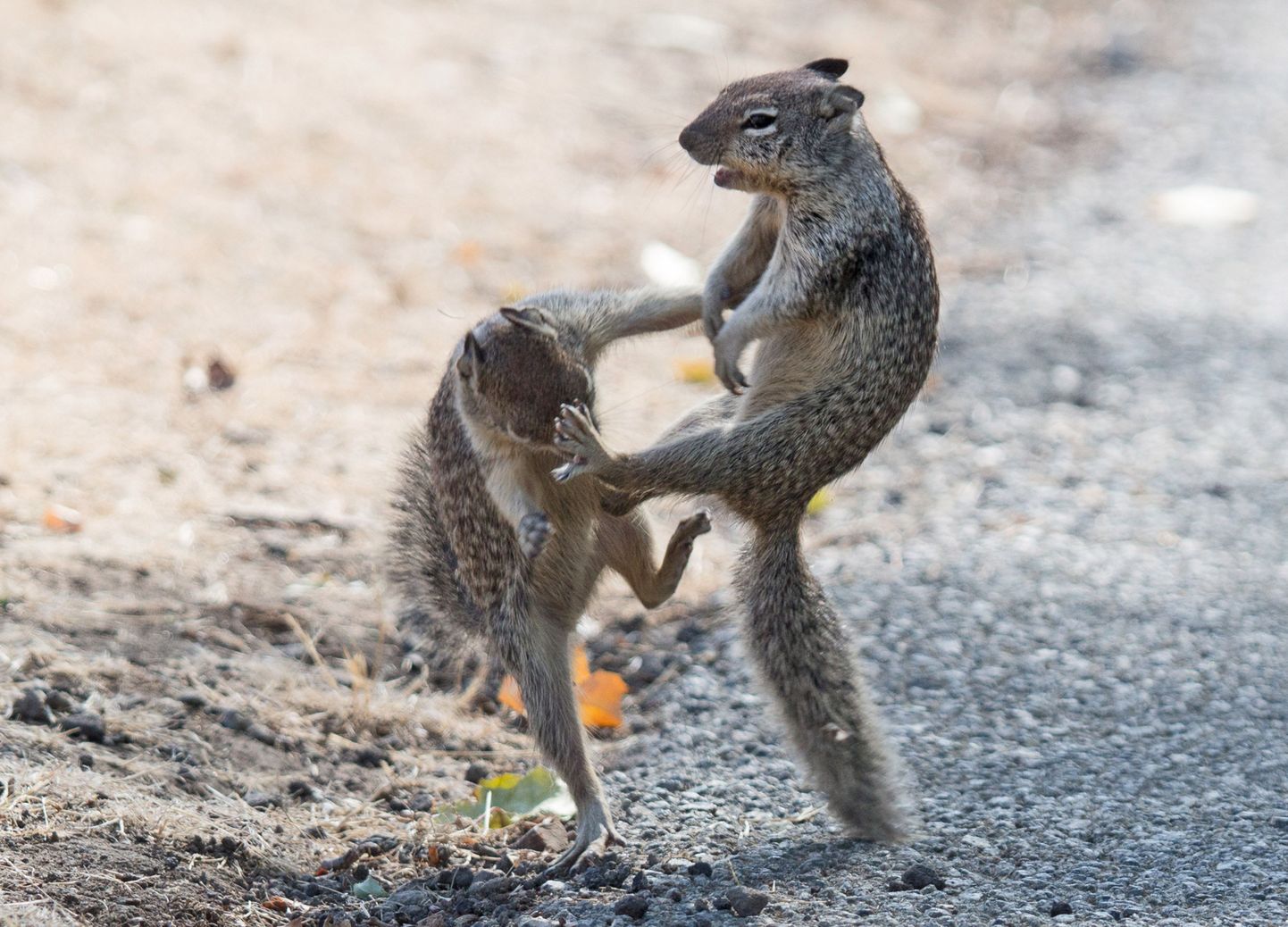 Kung-fu stiilis kaklus kahe orava esituses. Foto on illustratiivne!