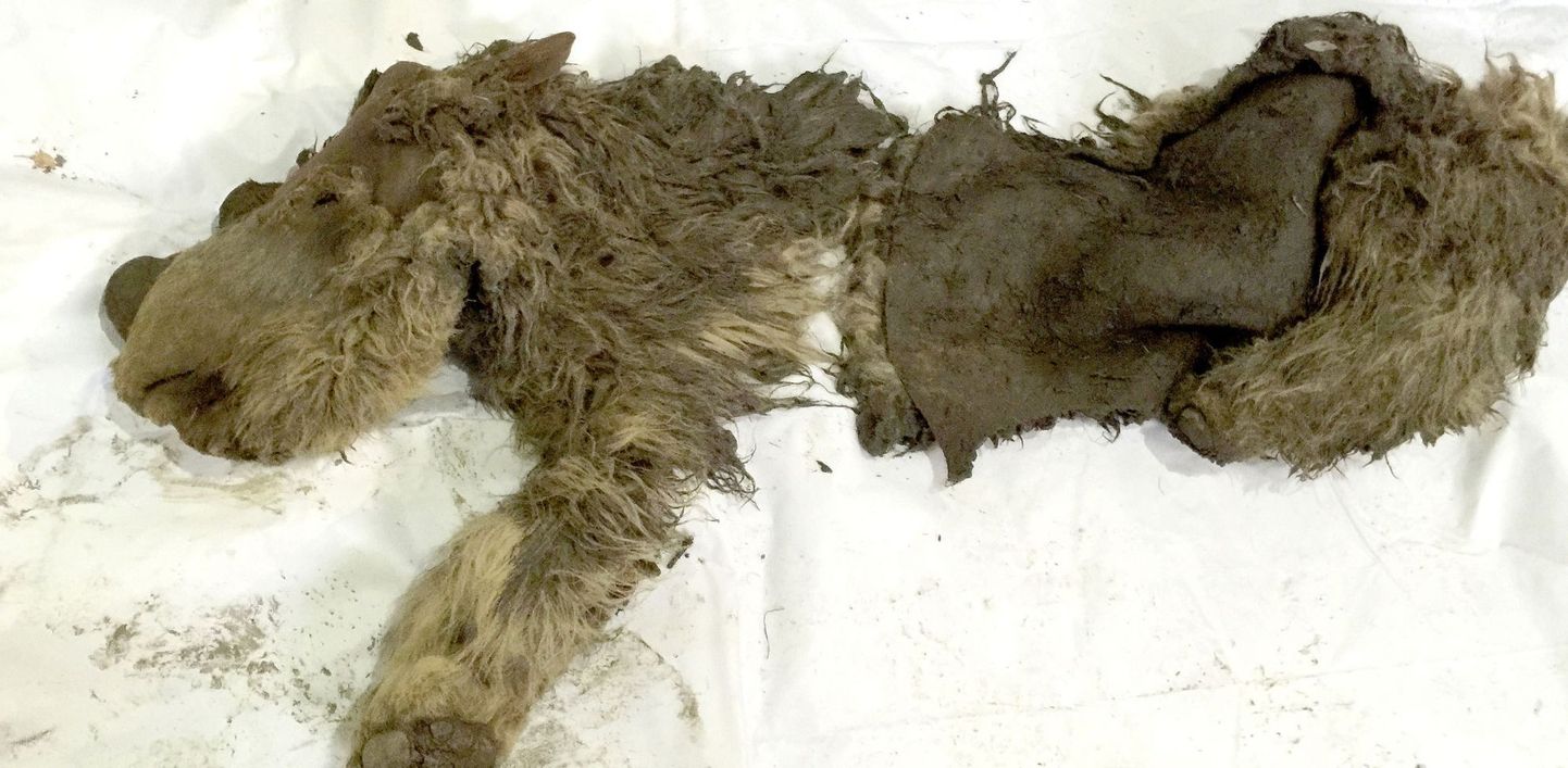 Siberist leitud karvase ninasarviku jäänused