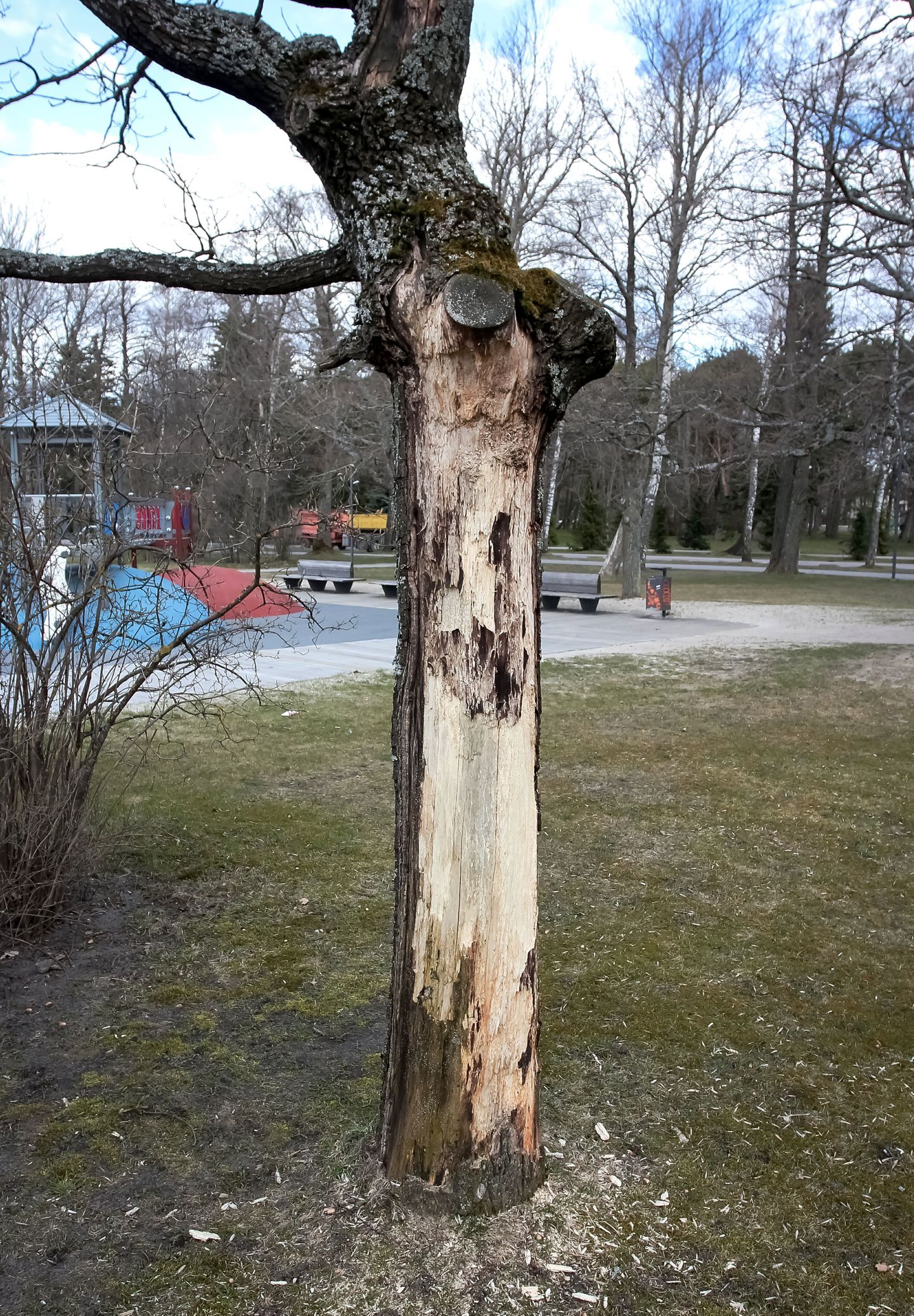 Rannapargis, laste mänguväljaku kõrvalt on Nurmesalu sõnade järgi kavas lähinädalate jooksul maha võtta ka üks silma riivav tammepuu.