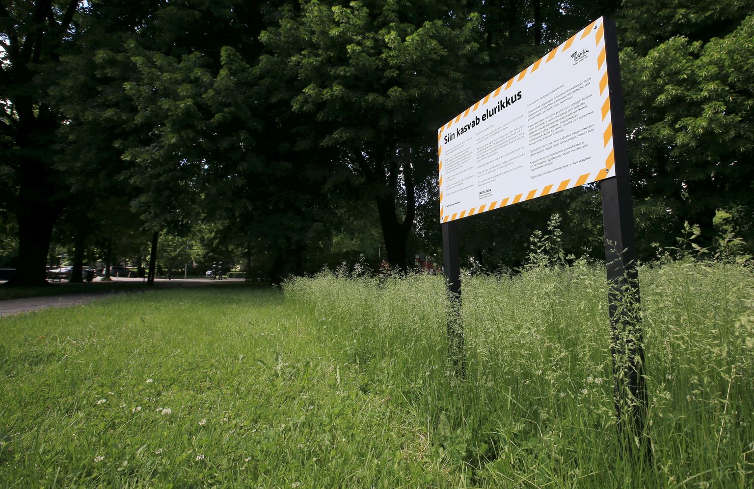 Sel aastal jätab linn liigirikkuse tõstmiseks paljud haljasalad niitmata. Teisipäeval lähevad Tartu loodusmaja ning lapsed maalappidele vaatama, mis taimed seal täpselt kasvavad.