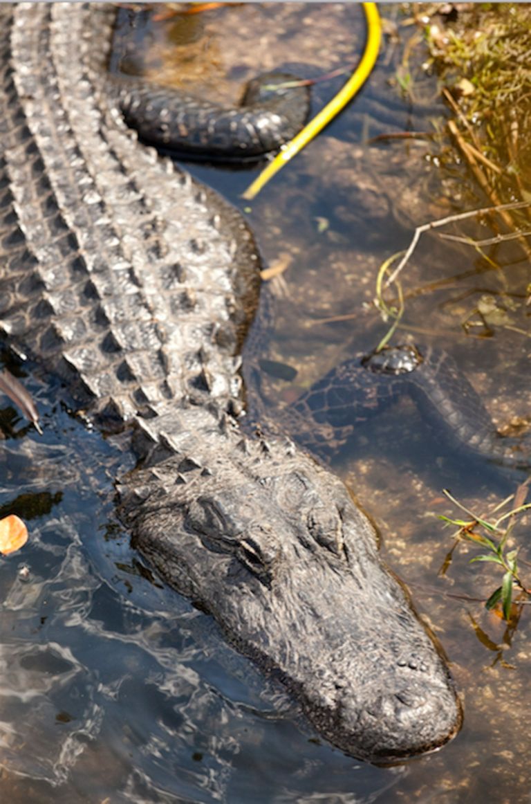 Alligaatori-emme. Muxi Wang/Mercury Press/Caters News Agency/Scanpix