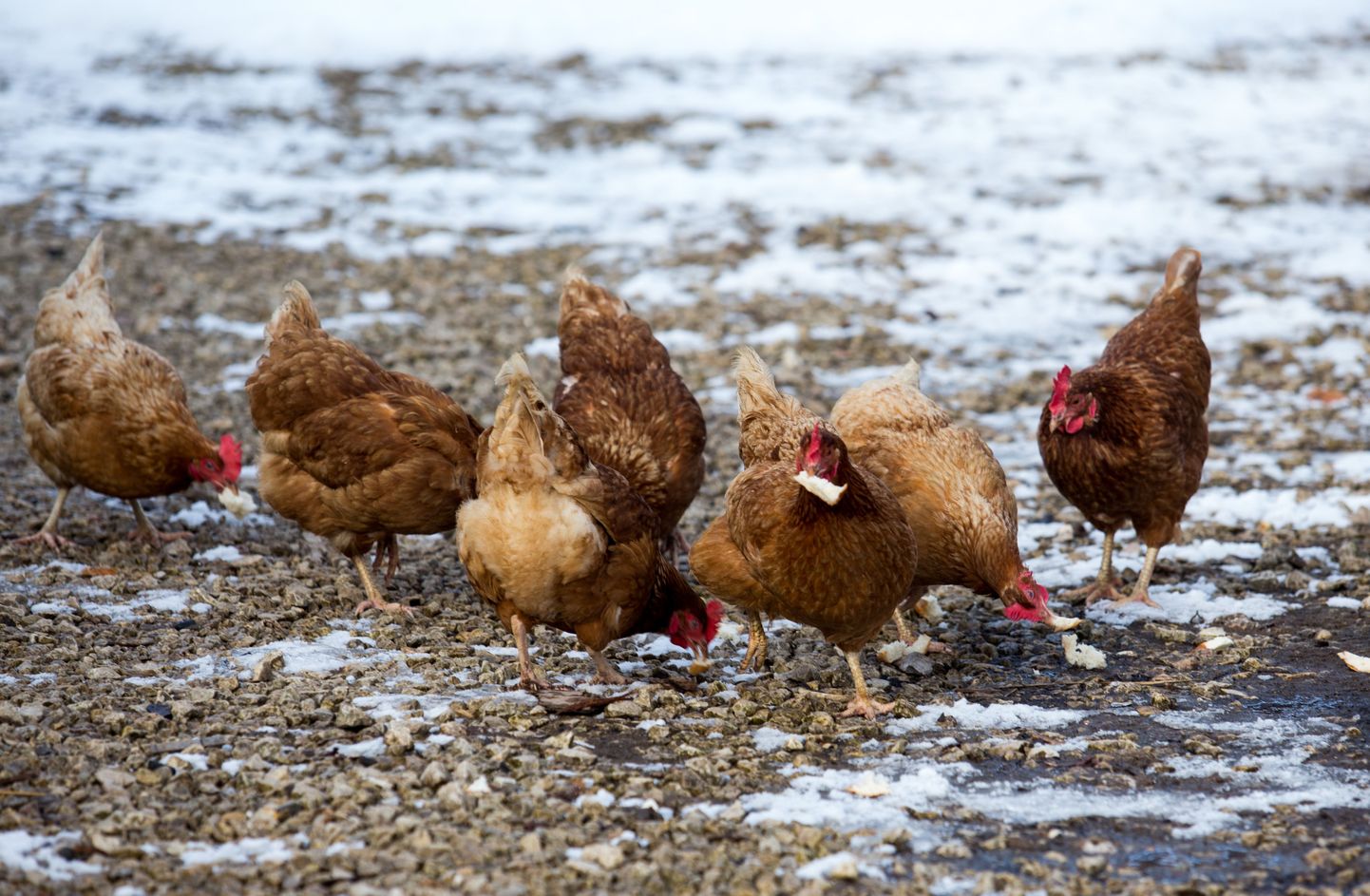 Euroopas leviva lindude gripi tõttu kehtestab Veterinaar- ja Toiduamet välitingimustes kodulindude pidajatele piirangud.
