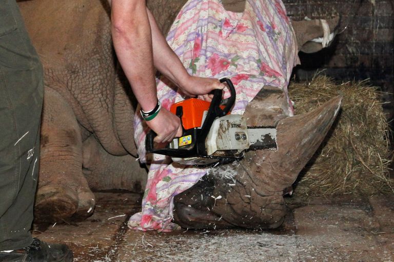 Tšehhi loomaaias lõigatakse ninasarvikutel sarved maha. / Scanpix