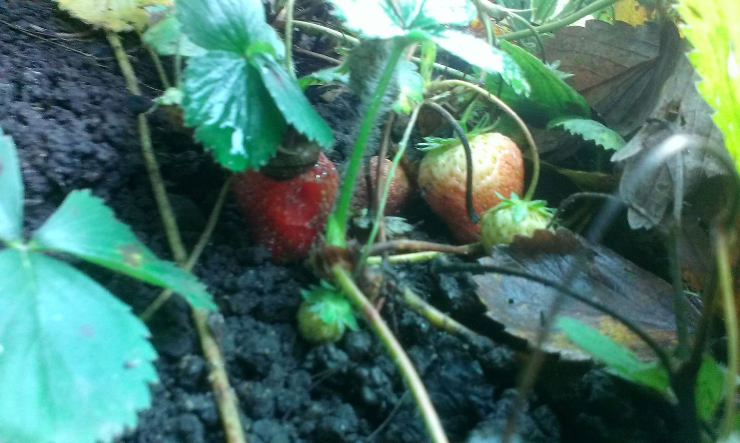 Sügisene maasikas