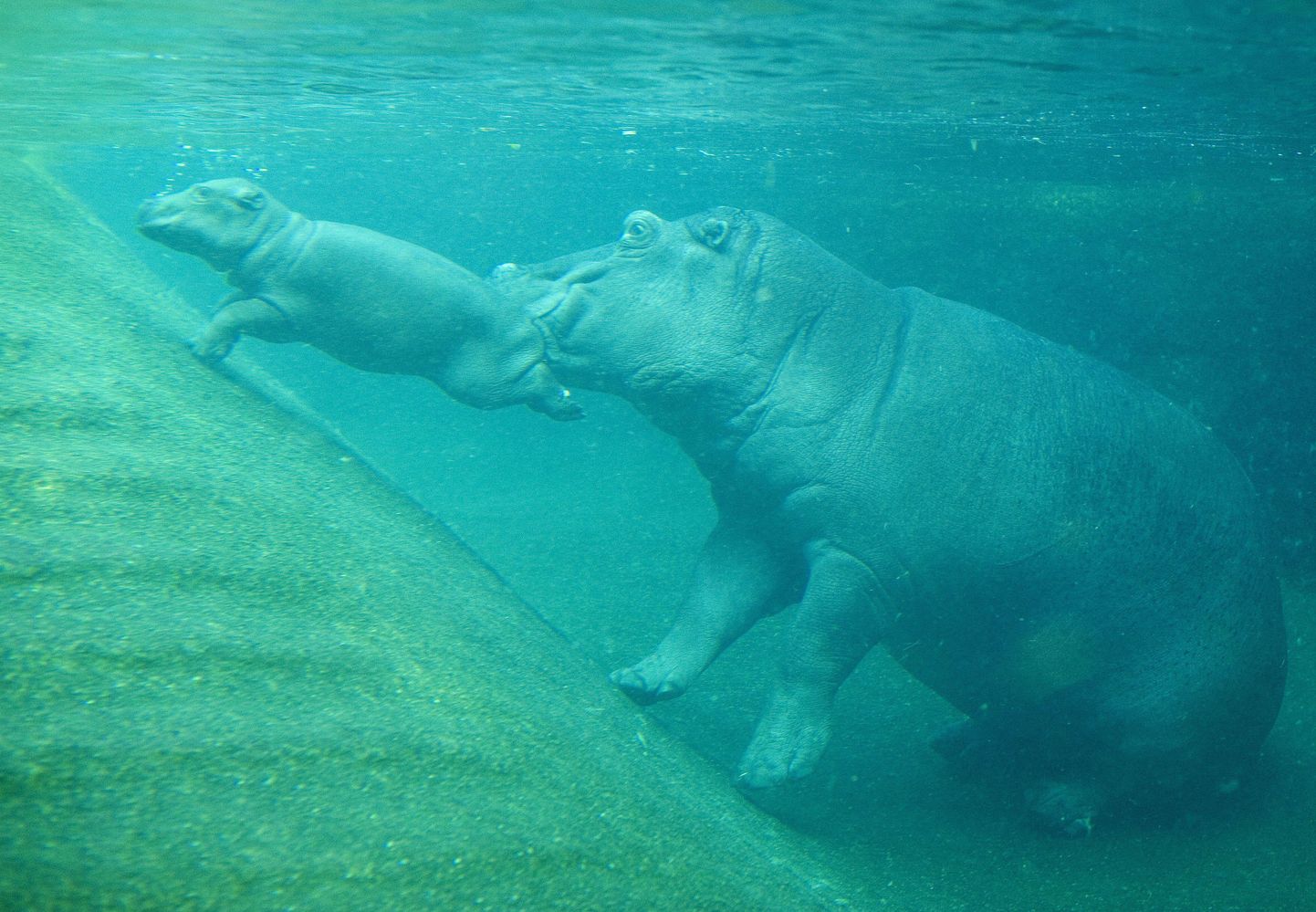 Berliini loomaaia emane jõehobu Nicole ja ta poeg