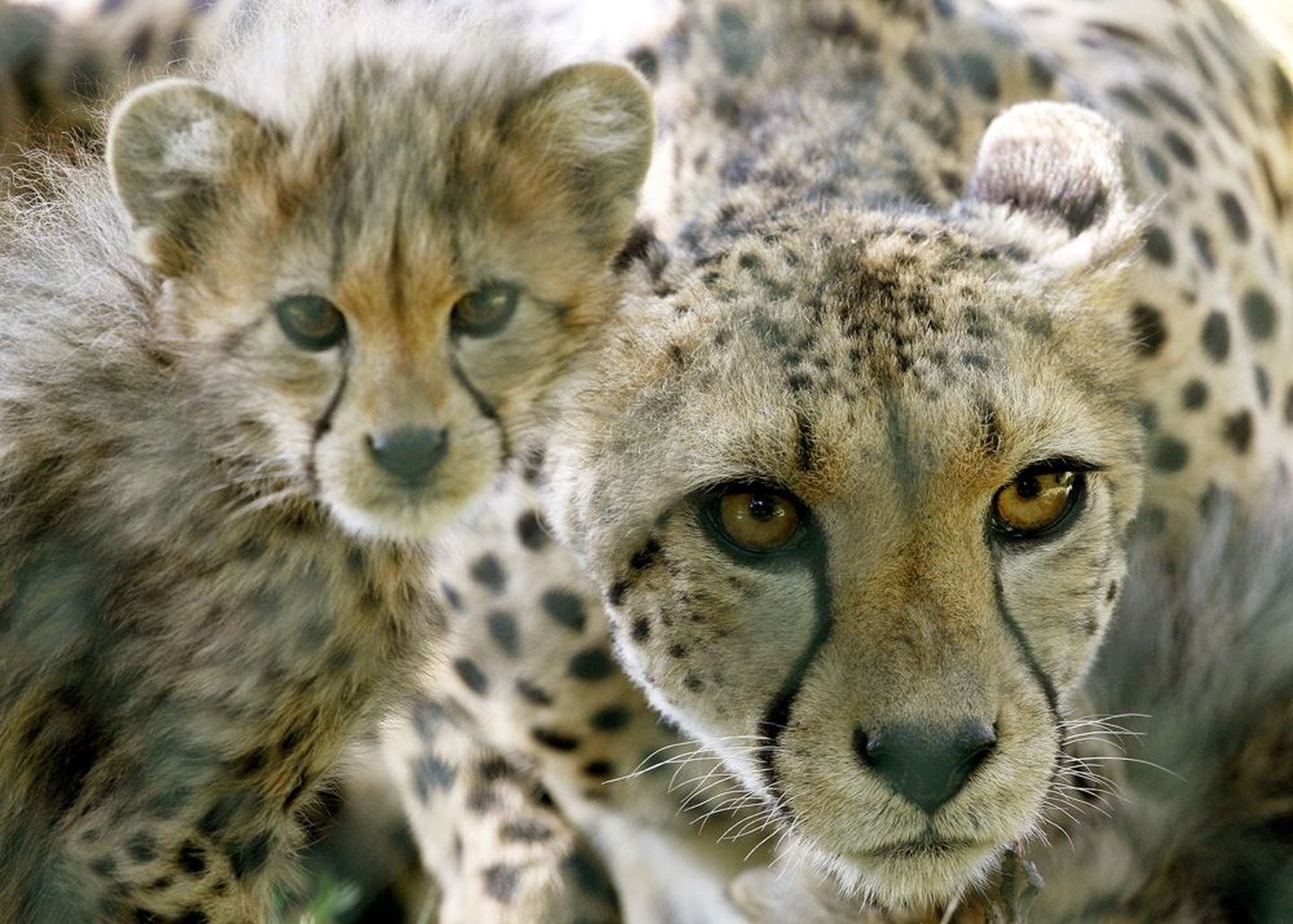 India soovib gepardid uuesti ellu äratada.