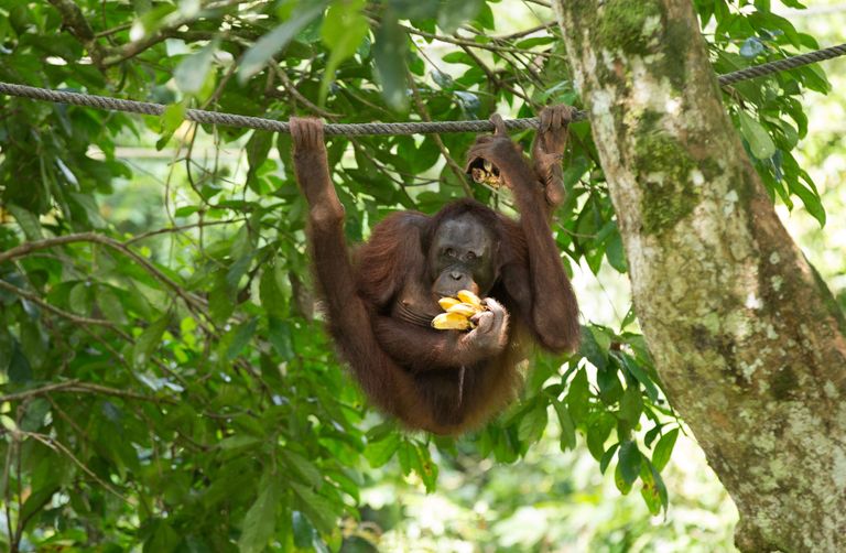Taastusravi keskuse elanik. Borneo orangutanide arvukus on viimase 60 aastaga vähenenud rohkem kui poole võrra.