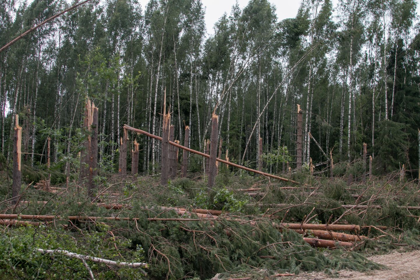 Tänavu juuli alguses möllas torm ka Valgamaa metsades.