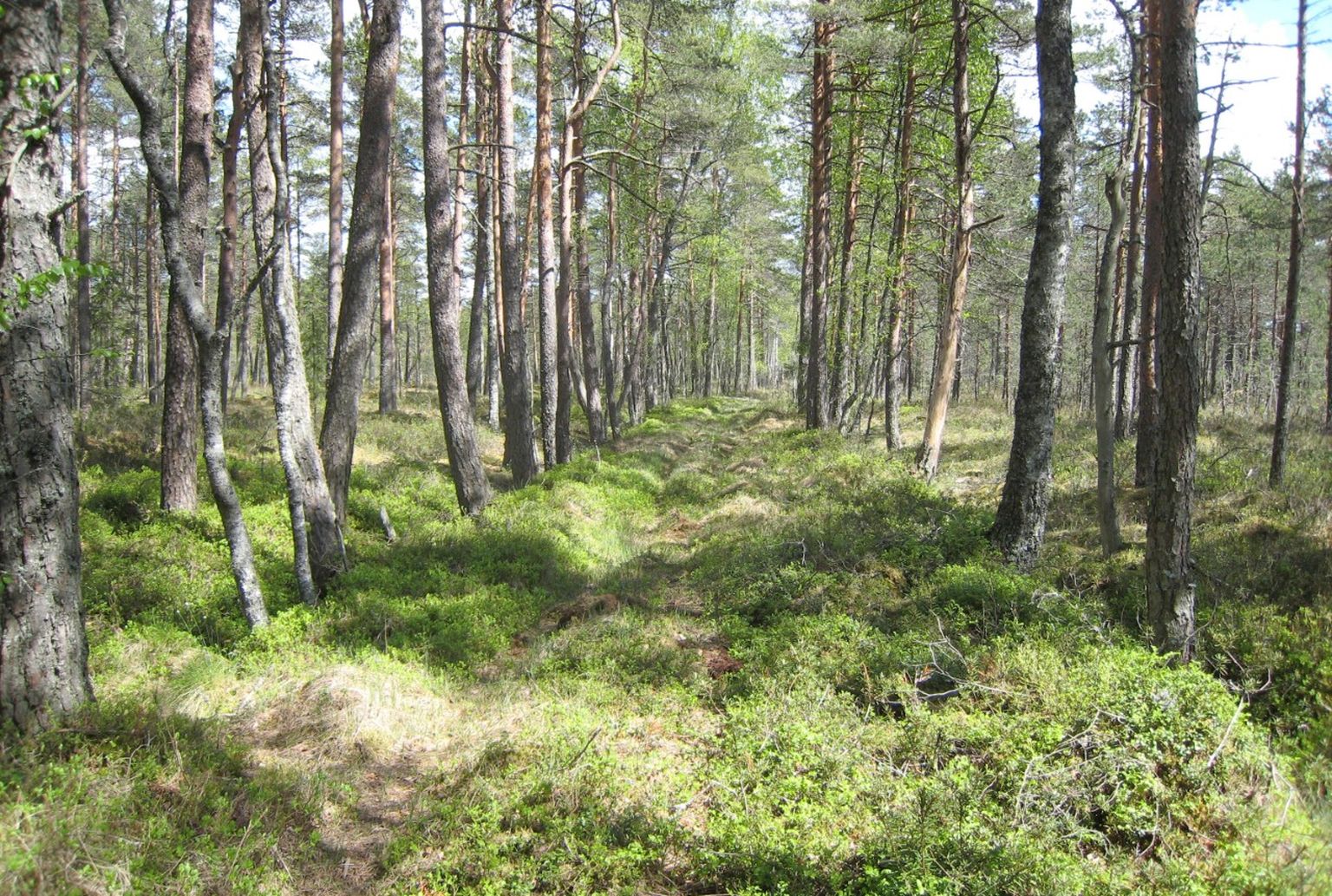 Üle-Eestilise tähtsusega kaugmaanteena kaotas "pohla sõjatee" oma tähtsuse 18. sajandil.