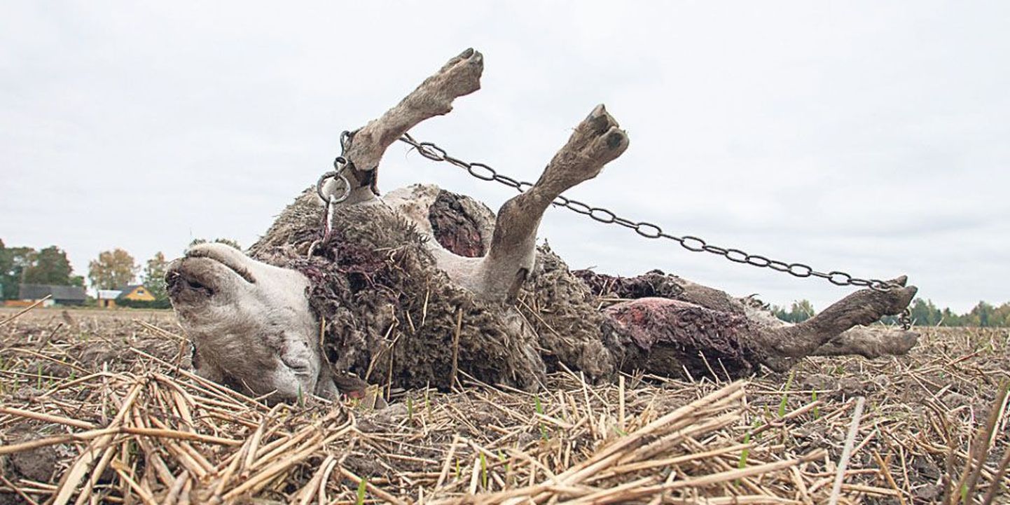 Hundid murdsid mullu Eestis 647 lammast.