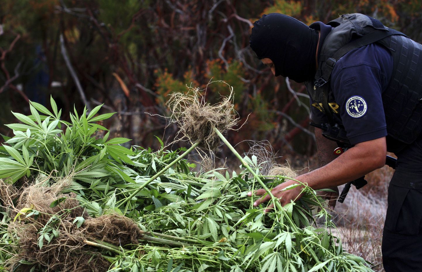 Mehhiko narkogängid on kaotanud 13 miljardit dollarit. Fotol politseinik konfiskeeritud kanepiga
