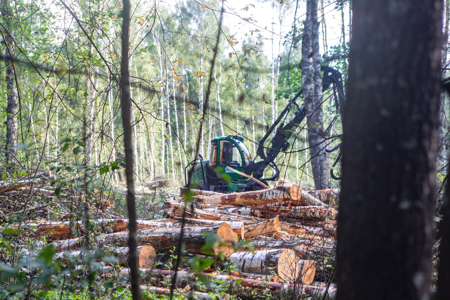 Tartu kasemetsa lageraie.
Foto: RAGNAR PEETS/TARTU POSTIMEES