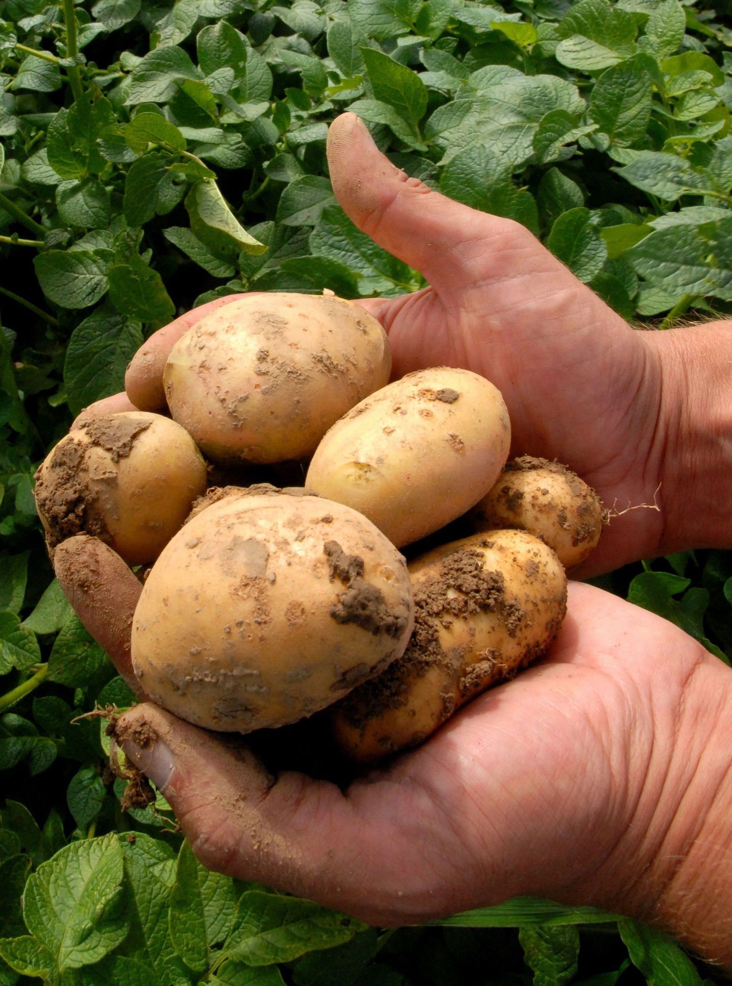 ELi oli kasvatamisluba ka ühel tärklise tootmiseks mõeldud kartulisordil.