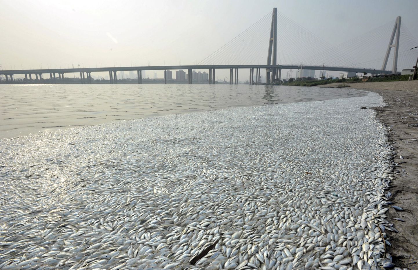 Tuhanded surnud ogalikud Hai jões.