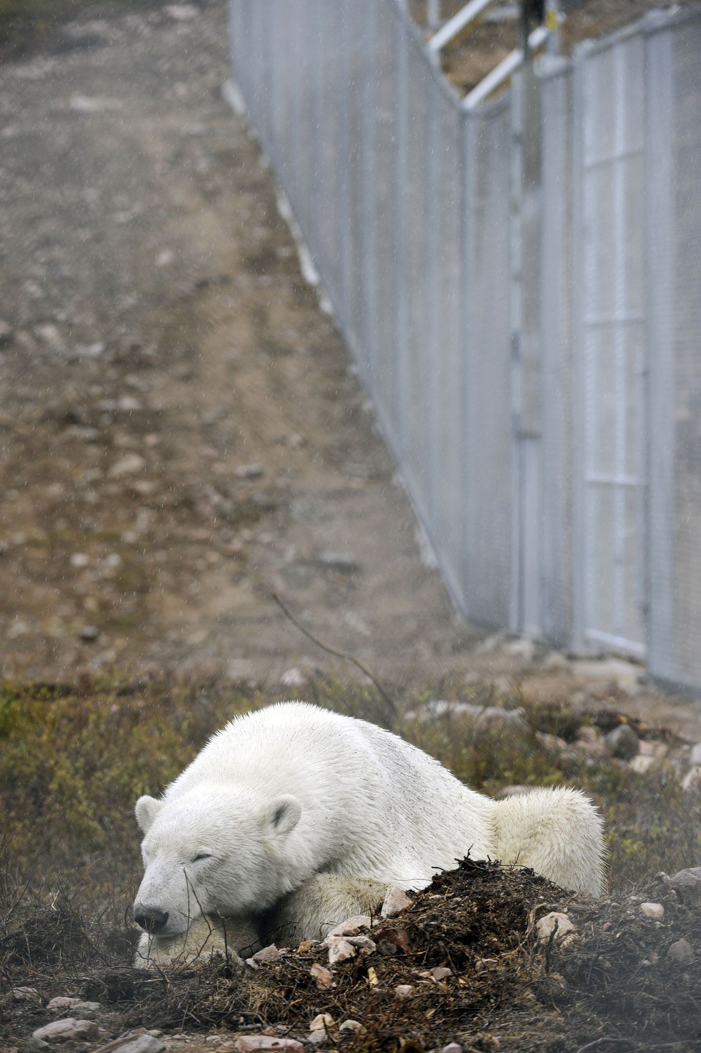 Rootsis avati maailma suurim jääkarude park  Polar World