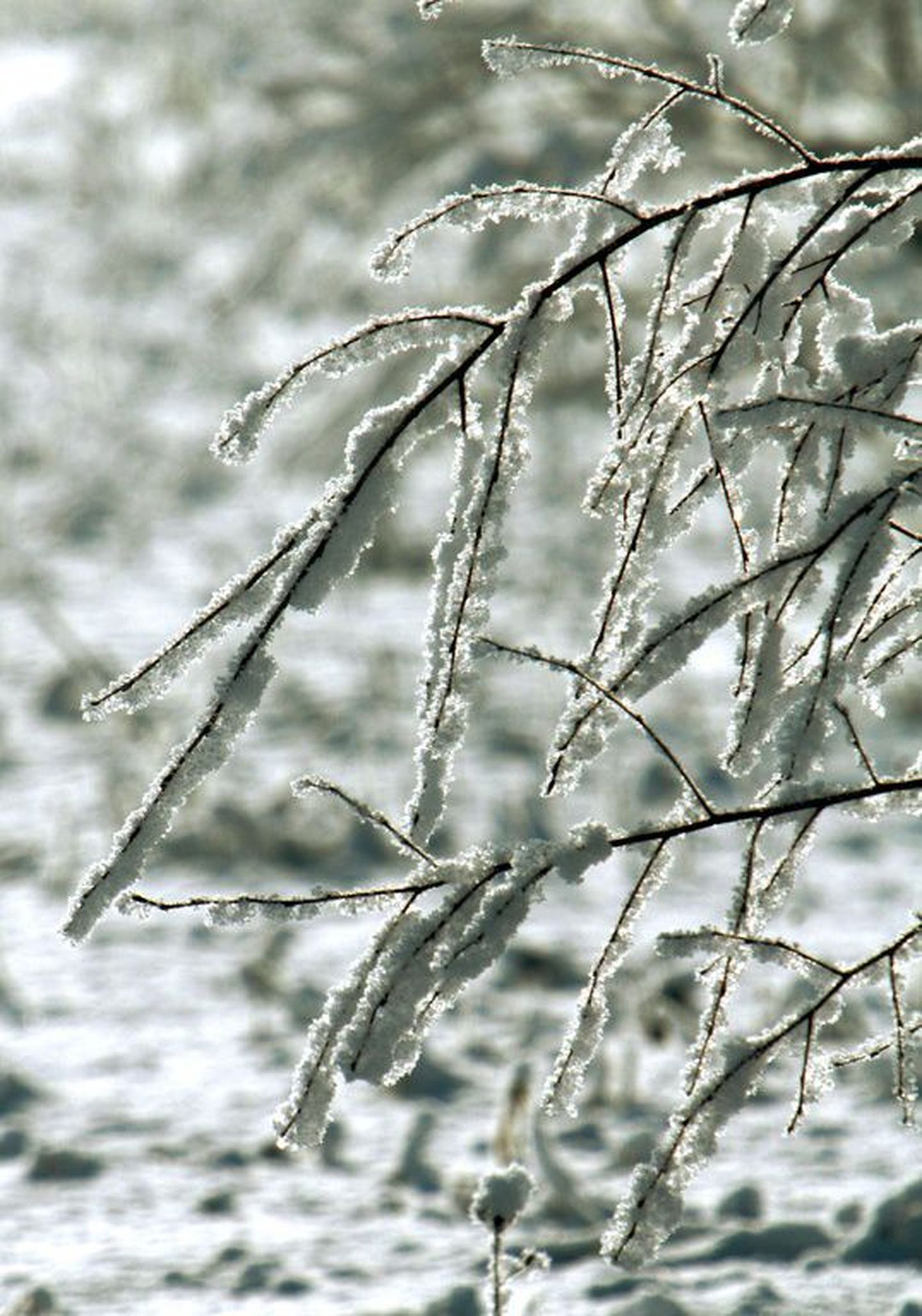 Talviselt lumine loodus.