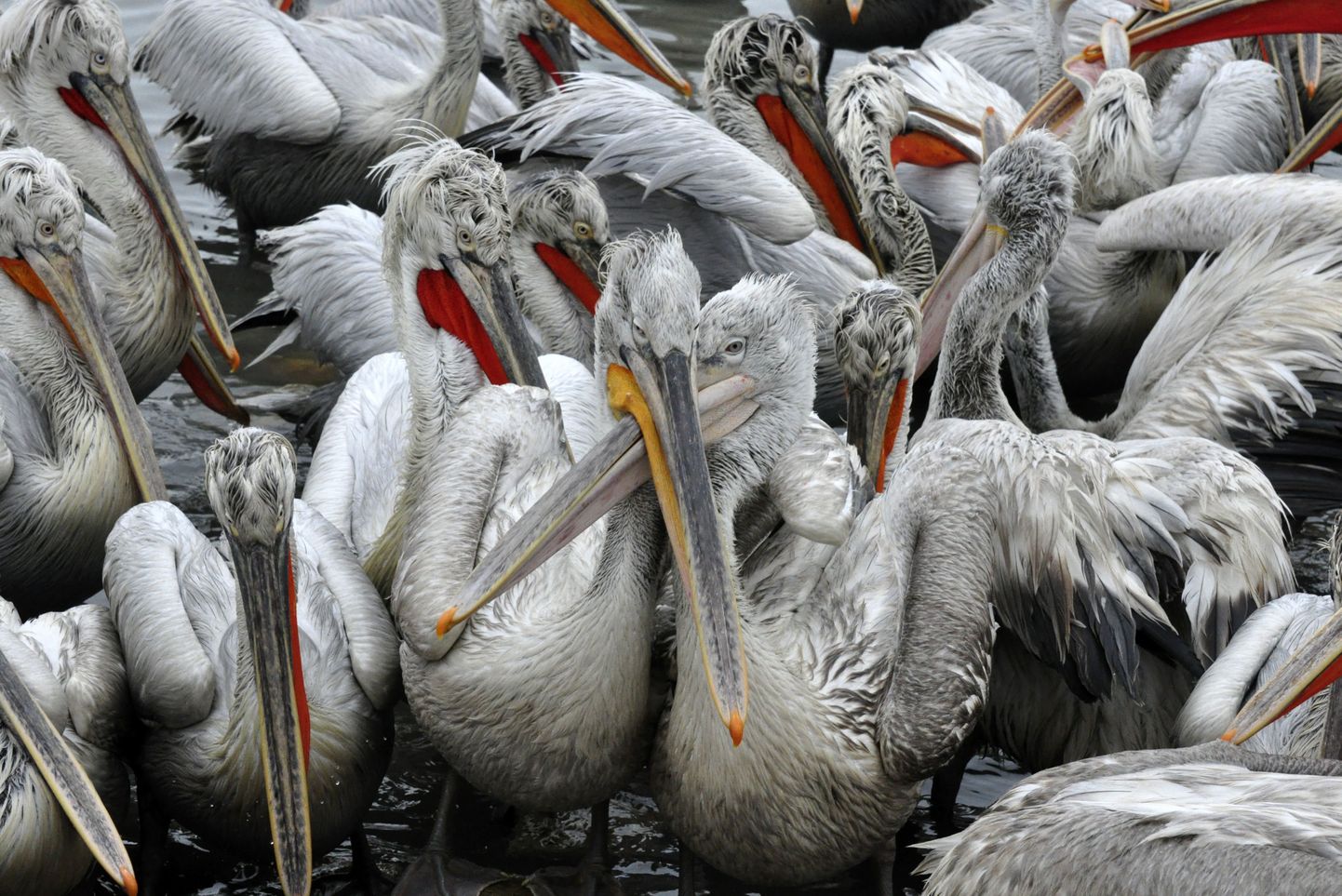 Pelikanid jäid Dagestanis külma ilma lõksu