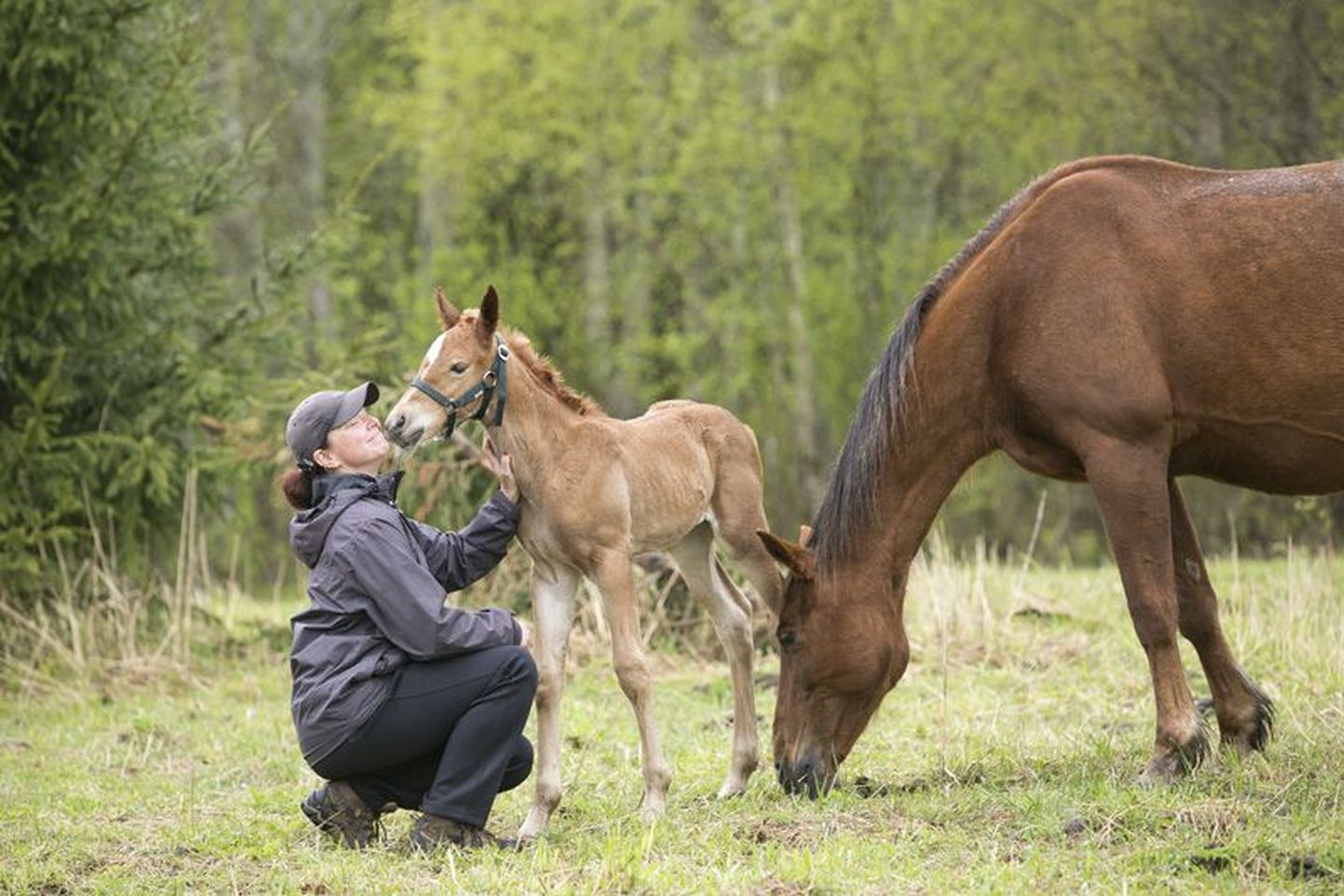 Kaili Allmägi kevadel ilmale tulnud varsa ja tema emaga Ülearu koplis, kuhu sügisel kolivad ka ülejäänud hobused.