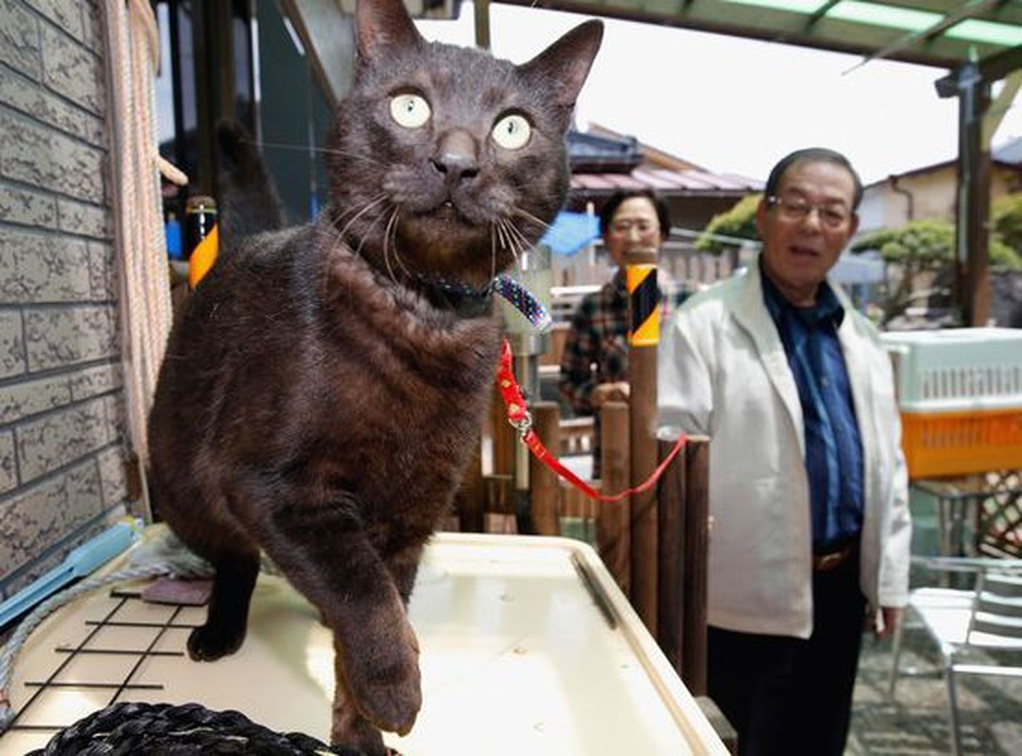 Jaapani pere sai 2011. aasta looduskatastroofis kadunuks jäänud kassi tagasi