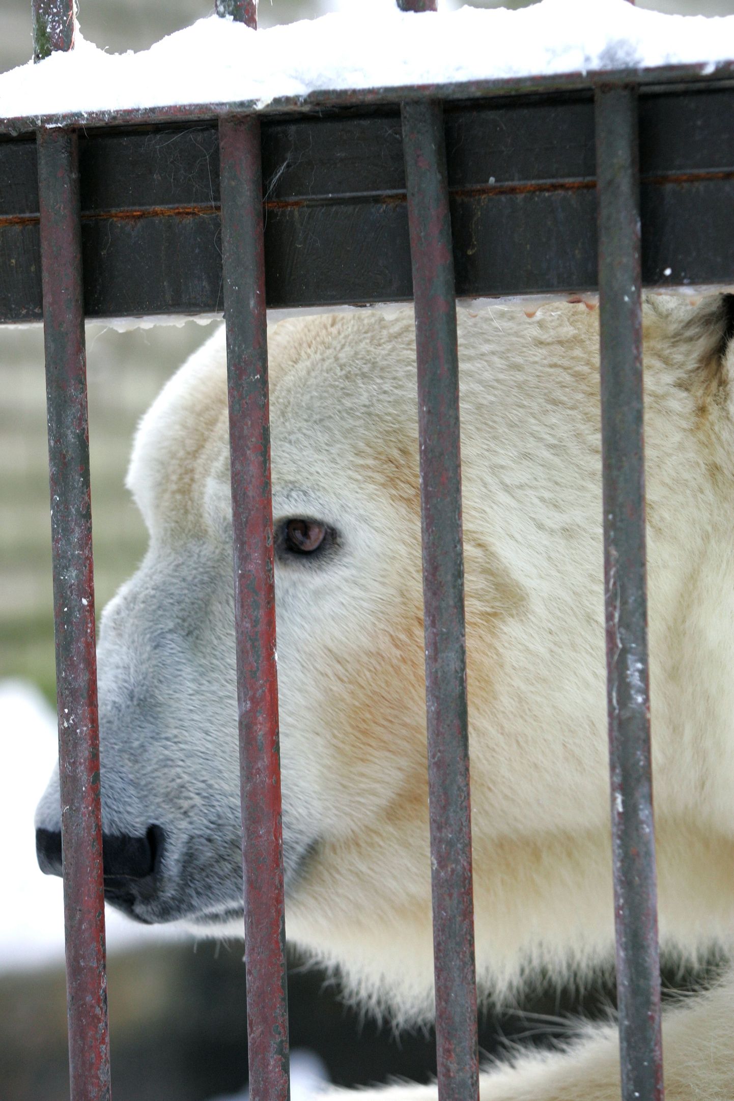 Jääkaru Nord ootab endale ja oma kahele kaasale uut elupaika, kuid see maksab 60 miljonit krooni.