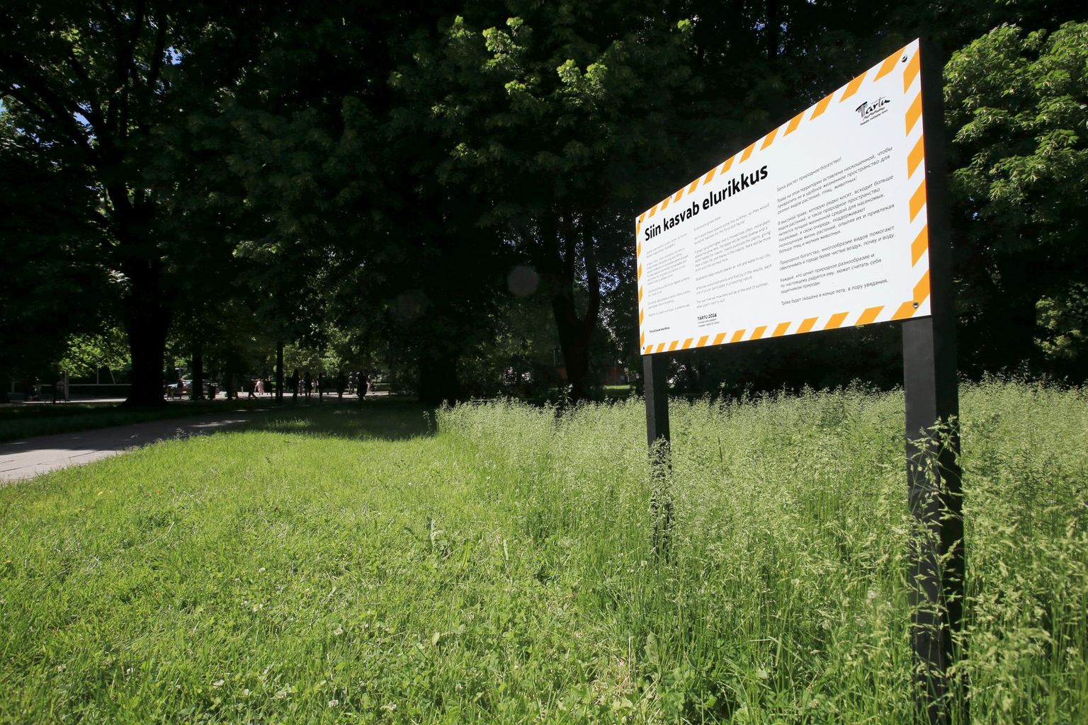 Sel aastal jätab linn liigirikkuse suurendamiseks paljud haljasalad niitmata. Kesklinna pargis on mõne nädalaga muru kasvanud põlvekõrguseks. .