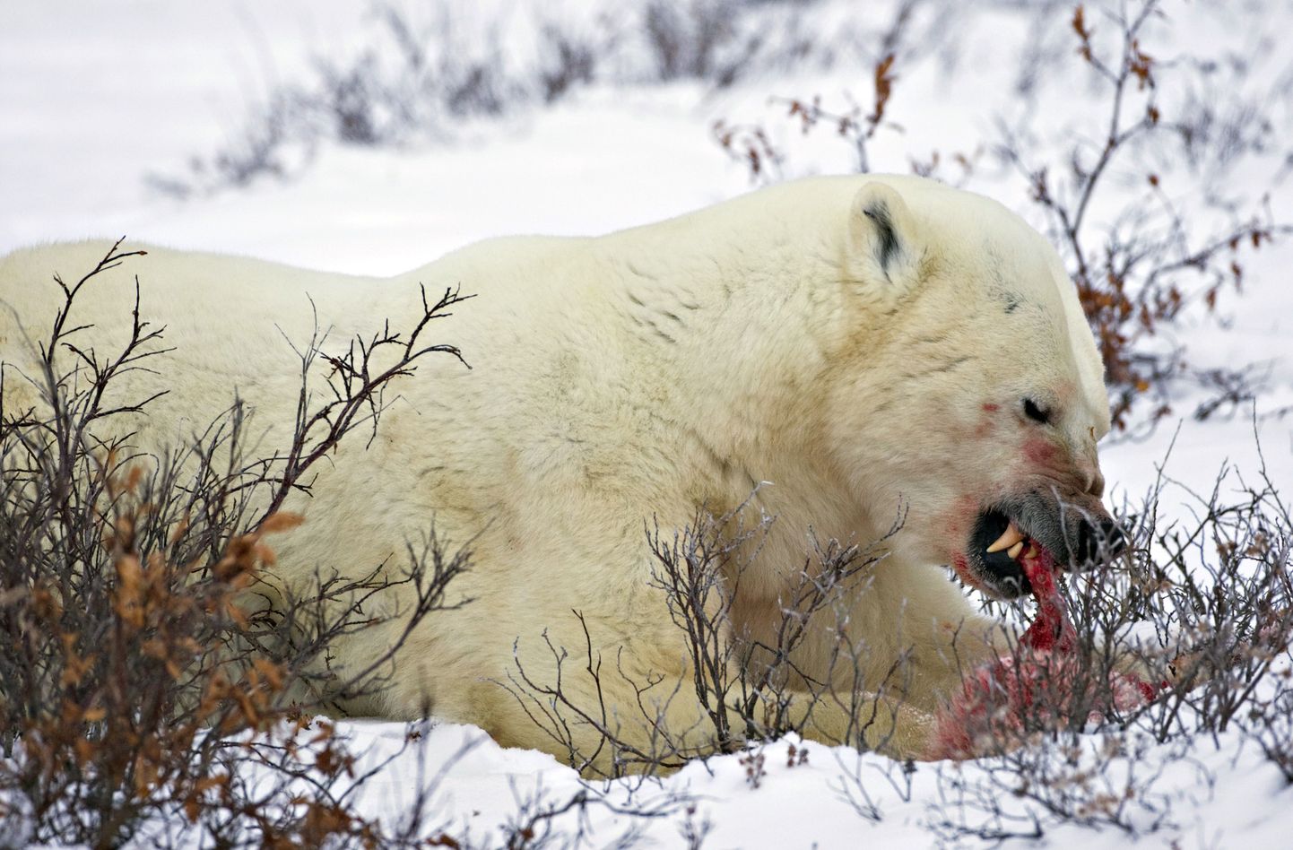 Täiskasvanud isane jääkaru noort jääkaru söömas
