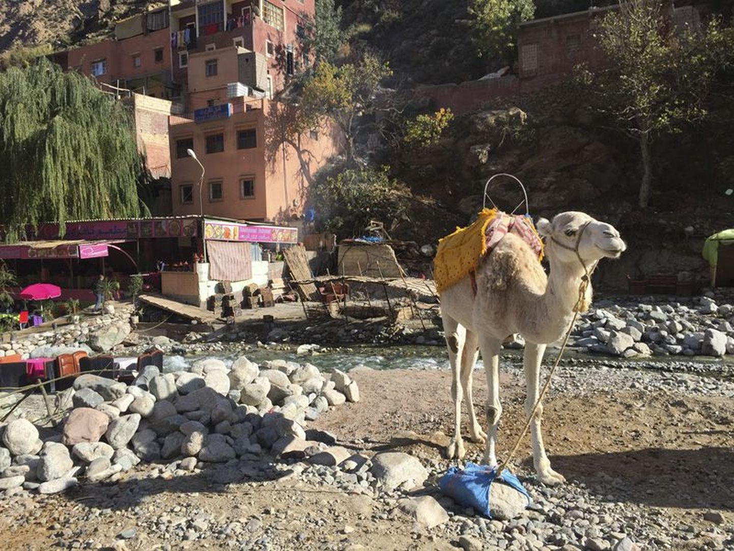 Berberi poiss, Wiiralti kaamel ja põgenev taksojuht.