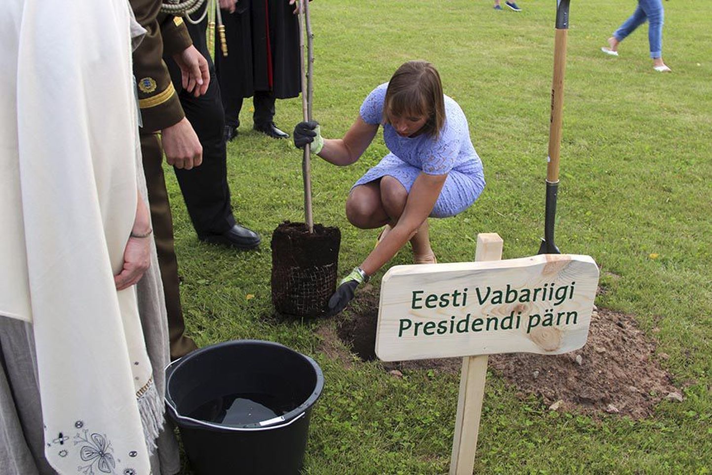 President Kersti Kaljulaid istutas Vana-Võitu ühe 20-st maapäeval mulda pandud pärnast.